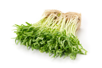 空心菜のスプラウト