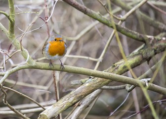 Robin Red Breast