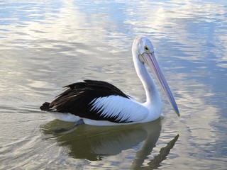 Pelikan on lake