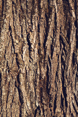 Obraz premium texture of tree bark, natural