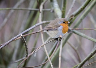 Robin Red Breast