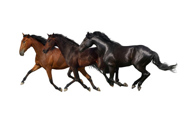 Fototapeta na wymiar Horses run gallop and trot isolated on white background
