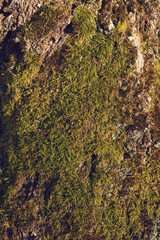 texture of tree bark with moss