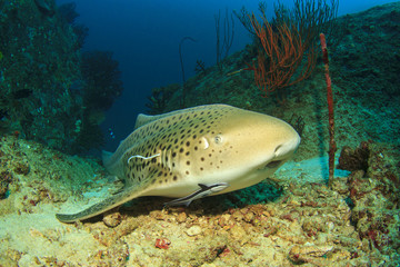 Leopard Shark (also known as Zebra Shark) (Triakis semifasciata)