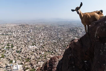Fototapeten The city of Taizz in Yemen © dinosmichail