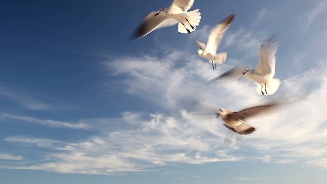 Flock of seagulls in the blue sky