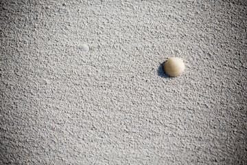 Muschel am  Strand auf weißem Sand