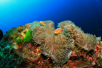 Naklejka na ściany i meble Coral and Fish underwater