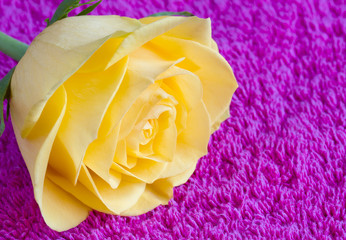 Beautiful yellow rose on a pink towel