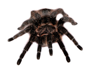 lasiodora parahybana