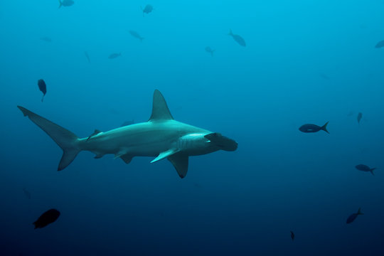 One hammerhead shark swimming in the ocean