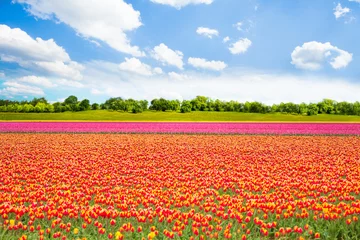 Poster Beautiful orange, pink tulip fields during summer © Sergey Novikov