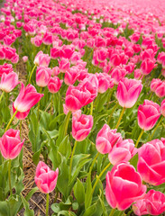 Close-up view of beautiful pink tulips during day