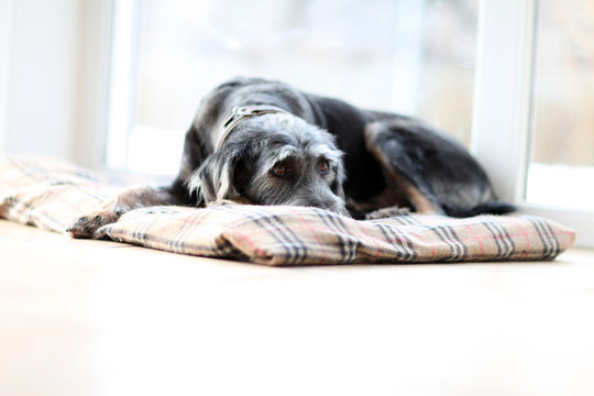 Hund im Wohnzimmer