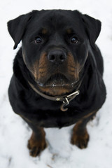 Rottweiler on white snow