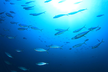 Naklejka premium School Sardines fish in ocean