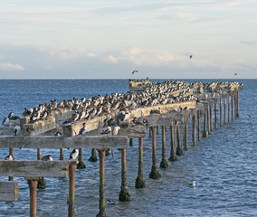 Fototapeta na wymiar Abondoned Pier Inhabited by Cormorants