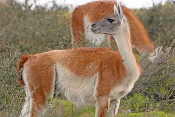Guanaco in the Patagonian Steppes