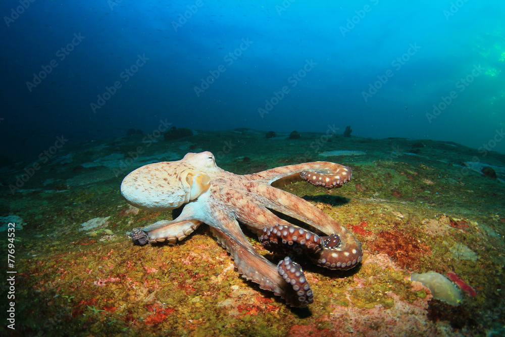 Wall mural Octopus underwater