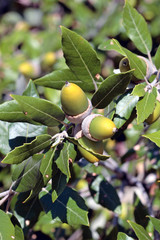 Quercus ilex - Holm oak
