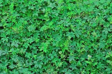 Obraz premium 緑の葉っぱ