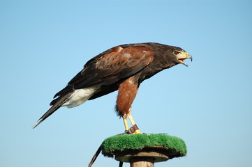 rapace