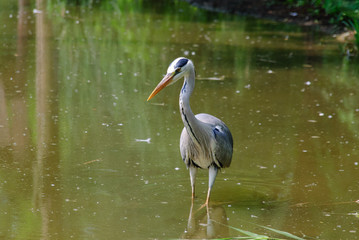airone cinerino