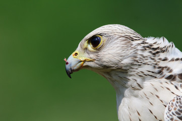 grifalco