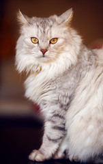 Gray cat