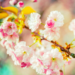 Cherry blossoms in the spring tree