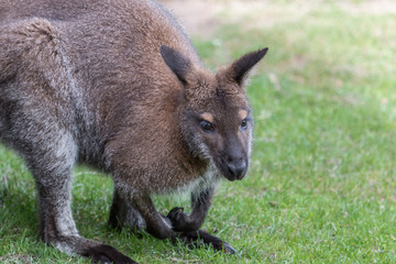 Fototapeta premium Cute Bennet Kangaroo on a meadow