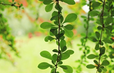 Fototapeta na wymiar natural background in green shades leaf patterns