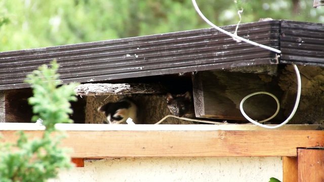 Jungkatzen spielend