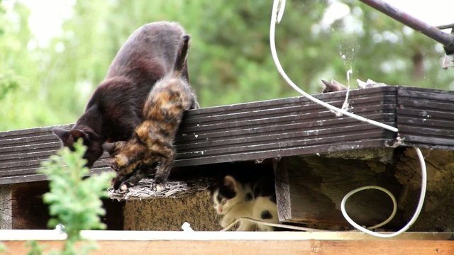 Hauskatzen wildlebend