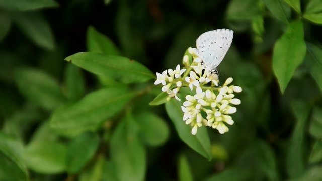 Schmetterling - Faulbaumbl&auml;uling