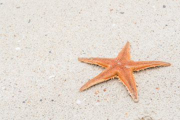Fototapeta na wymiar starfish on beach with texture