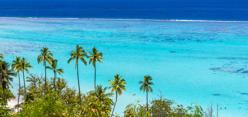 Palmiers sur le lagon de Moorea