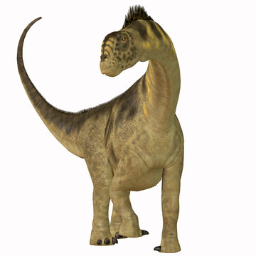 Camarasaurus on White