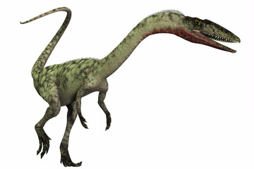 Fototapeta premium Coelophysis on White