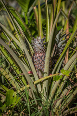 Obraz premium Ananas à tahiti
