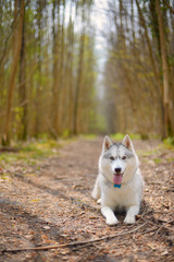 Siberian Husky