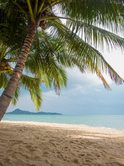 Obraz na płótnie Canvas Coconut tree on the beach in Koh Samui