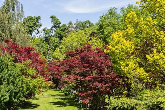 Colorful Trees in the Summer