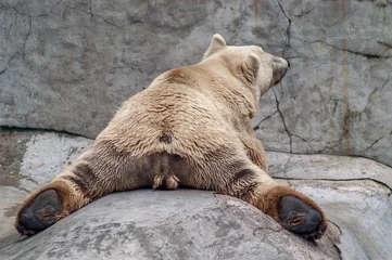 Cercles muraux Ours polaire Polar Bear Relaxing