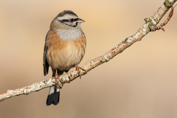 Bunting ( Emberiza cia ) in autumn perched on a branch