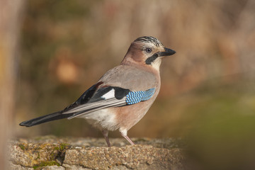 Jay ( Eurasian jay ) on a rock. Spain