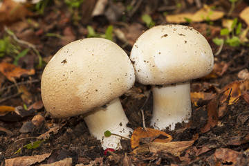 Forestry Agaricus between litter