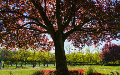 Arboles de Parque en Primavera