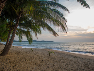 Coconut tree on the beach in Koh Samui