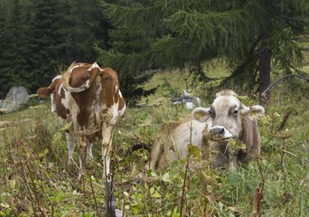 A brown and a white cow in the high grass 